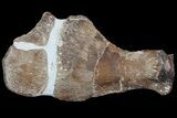 Partial Fossil Plesiosaur Paddle - Goulmima, Morocco #73945-2